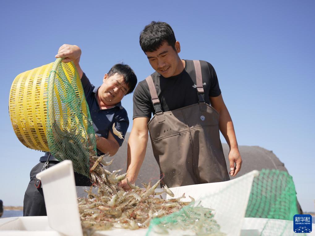 菠菜排名站